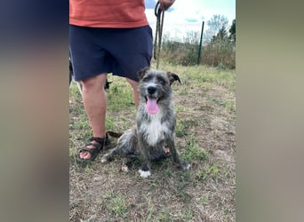 Freddy, geboren 01.09.2024, 54cm sucht sein seine Menschen