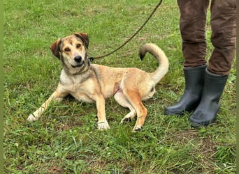 Fehej, geb. 03.2023, 53cm, voller Lebensfreude, sucht ihr für immer Körbchen