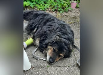 Teddy, 01.2021 geboren, 56cm sucht sein für immer Zuhause