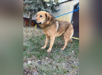 Debi, geboren 01.06.2024, 56cm sucht ihr Zuhause