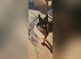 Catrina, geb. 01.2022, 60cm, sucht ihre Begleitung für lange Spaziergänge