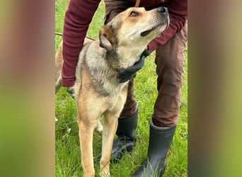 Fehej, geb. 03.2023, 53cm, voller Lebensfreude, sucht ihr für immer Körbchen