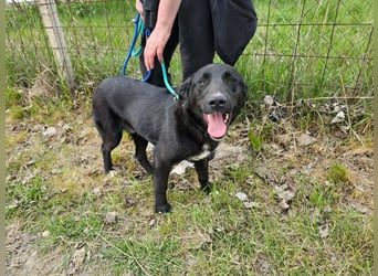 Raven, geb. 04.2025, 59cm sucht seine Menschen