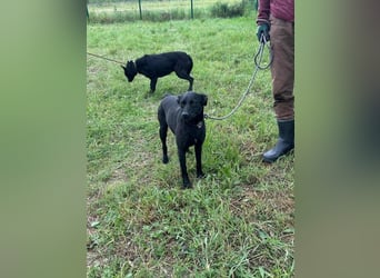 Zafir, geb. 15.11.2022, 51 cm, sucht ihre Menschen