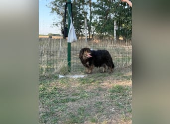 Teddy, 01.2021 geboren, 56cm sucht sein für immer Zuhause