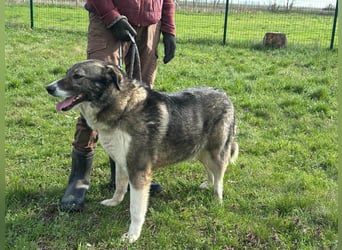 Sunny, geboren 01.12.2019, 63cm sucht ihr Glück