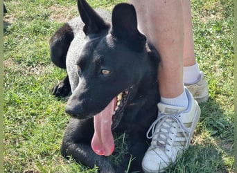 Atlas, geboren 24.05.2022, 60cm sucht sein Glück