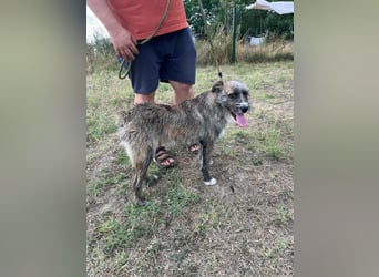 Freddy, geboren 01.09.2024, 54cm sucht sein seine Menschen