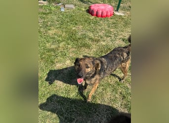 Samy, geb. 08.2022, 56cm, sucht liebevolle Menschen