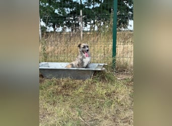 Freddy, geboren 01.09.2024, 54cm sucht sein seine Menschen