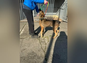 Zoya, geb. 10.2023, 63cm sucht ihre Menschen