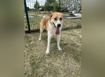 Marley, geboren 01.12.2023, 58cm sucht Menschenherzen