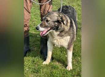 Sunny, geboren 01.12.2019, 63cm sucht ihr Glück