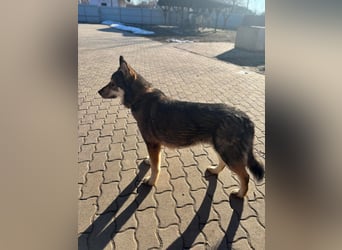 Catrina, geboren 06.01.2022, 60cm sucht neues Zuhause