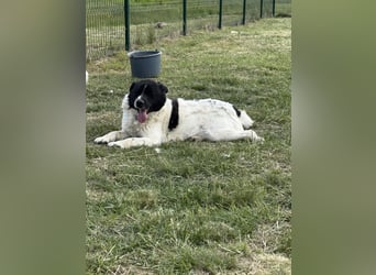 Ramszesz, geboren 01.12.2022, 56cm sucht sein Zuhause