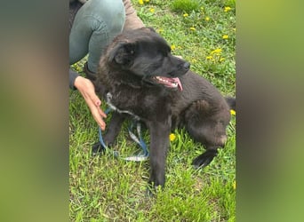 Roy, geb. 08.07.2025, 45 cm, möchte entdeckt werden