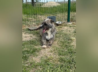 Freddy, geb. 09.2024, 54cm sucht sein seine Menschen