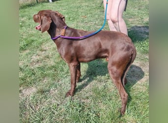 Csoki, geboren 01.08.2022, 61cm sucht Menschen mit Herz