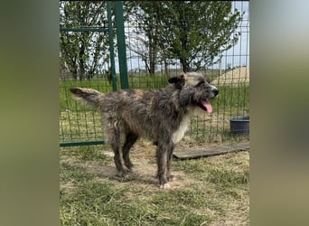 Freddy, geb. 09/24, 54 cm, wartet auf seine Menschen