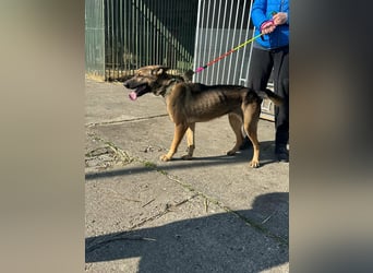 Zoya, geb. 10.2023, 63cm sucht ihre Menschen