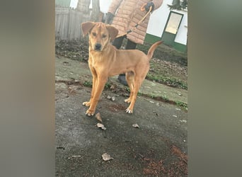 Balu, geboren 01.12.2024, 55cm sucht seine Zukunft