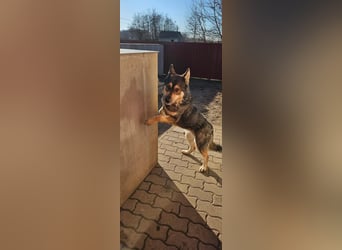 Catrina, geb. 01.2022, 60cm, sucht ihre Begleitung für lange Spaziergänge