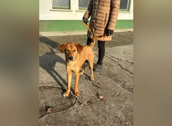 Balu, geboren 01.12.2024, 55cm sucht seine Zukunft