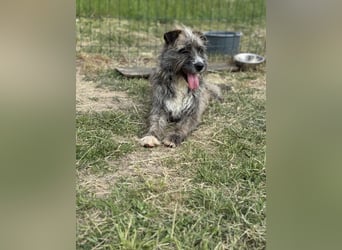 Freddy, geb. 09.2024, 54cm sucht sein seine Menschen