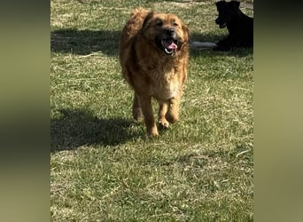 Zsömle, geb. 03.2021, 56cm sucht seine Herzensmenschen