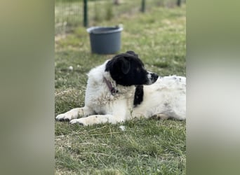 Ramszesz, geboren 01.12.2022, 56cm sucht sein Zuhause