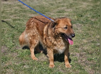 Zsömle, geb. 03.2021, 56cm sucht seine Herzensmenschen