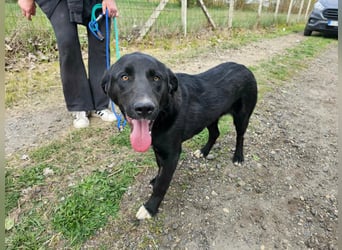 Raven, geb. 04.2025, 59cm sucht seine Menschen