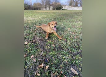 Balu, geboren 01.12.2024, 55cm sucht seine Zukunft