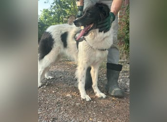 Monn, geboren 10.2021, 60 cm sucht Liebe und Sicherheit