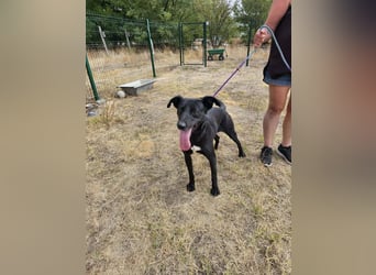 Herceg, geboren 01.06.2021, 60cm sucht sein Plätzchen
