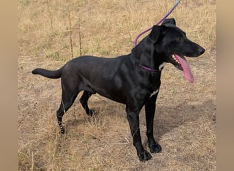 Herceg, geboren 01.06.2021, 60cm sucht sein Plätzchen