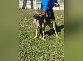 Zoya, geb. 10.2023, 63cm sucht ihre Menschen