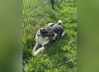 Sunny, geboren 01.12.2019, 63cm sucht ihr Glück