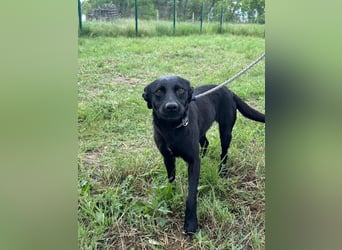 Zafir, geb. 15.11.2022, 51 cm, sucht ihre Menschen