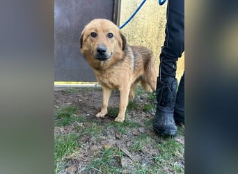 Debi, geboren 01.06.2024, 56cm sucht ihr Zuhause