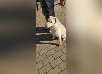 Lucky, geb. 11.2018, 58cm sucht seine Menschen