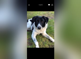 Ella, geboren 01.2025, 60cm sucht neues Zuhause