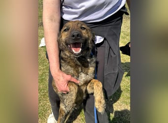 Samy, geb. 08.2022, 56cm, sucht liebevolle Menschen