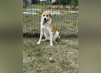 Marley, geboren 01.12.2023, 58cm sucht Menschenherzen