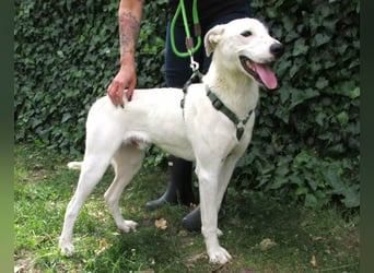 Timur, geboren 01.11.2023, 55cm sucht seine Menschen