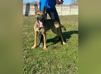Zoya, geb. 10.2023, 63cm sucht ihre Menschen