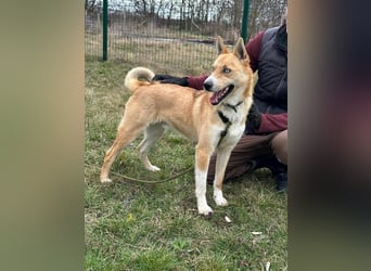 Nico, geb. 01.05.2023, 54 cm, möchte eine Chance bekommen