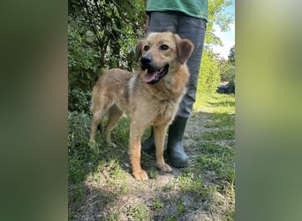 Debi, geb. 06.2024, 56cm sucht ihr Zuhause