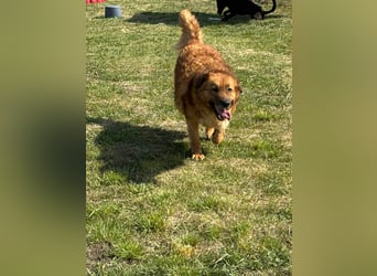 Zsömle, geb. 03.2021, 56cm sucht seine Herzensmenschen