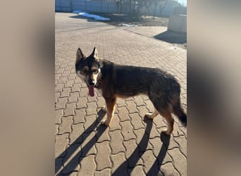 Catrina, geboren 06.01.2022, 60cm sucht neues Zuhause